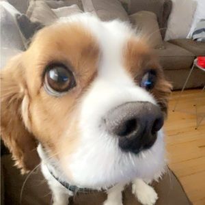 Meet your Posher, Lisa